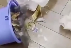 Собака устроила неприятный сюрприз хозяину