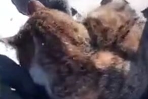 Заботливая кошка пригрела мышат