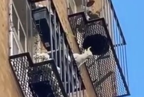 Пернатый хулиган скидывает горшки с цветами на головы прохожих