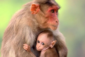 Детеныши животных и их мамы (40 фото)