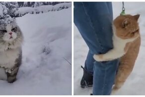 Весёлые реакции кошек на снег