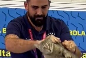 "Как он посмел?": сотрудник пресс-службы сборной Бразилии взял за шкирку кота и сбросил с постамента, взбесив полмира