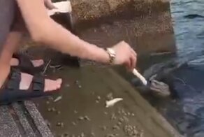 Незваный гость помешал кормлению черепахи