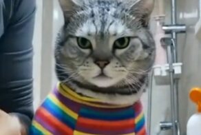 Котфуций: воспитанного кота готовят ко сну