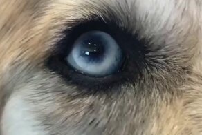 Как выглядит помесь  хаски и золотистого ретривера