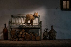 К фотографу наведывалась лисица, и он сделал потрясающие фотографии