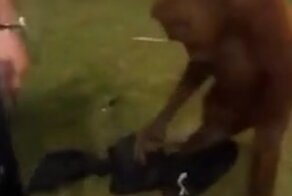 Дай примерить: cообразительный примат завладел чужой курткой