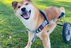 Сиба-ину сбила машина, и он остался с парализованными лапами