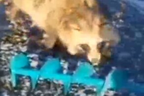 Как уссурийский енот к мужикам на рыбалку пришёл