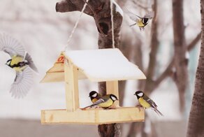 Гастрономические табу для пернатых и хвостатых