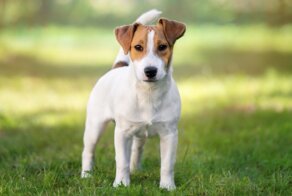 Покупка породистого пса в интернете: ожидание и реальность