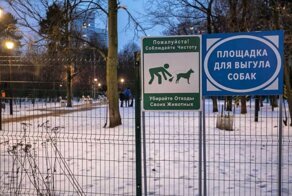 Спасибо Зеленскому: в Красноярске нашли способ, как приучить владельцев собак к чистоте