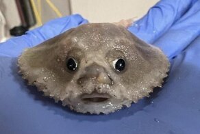 30 фото разных занятных штук, которые не каждый день увидишь