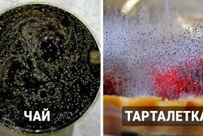 14 удивительных снимков, показывающих, насколько разнообразной может быть плесень