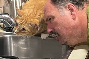 30 кадров с рыжими котейками, которые заряжены чудаковатостью