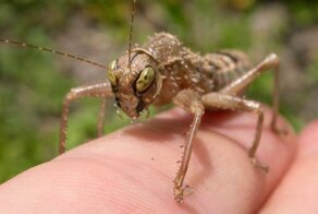 Мантофазматоды: «Кузнечики-гладиаторы». Резким ударом лапы они обрывают жизнь добычи, но предпочитают есть только головы. Эпично!