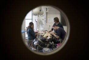 Ветеринары впервые прооперировали позвоночник медведю