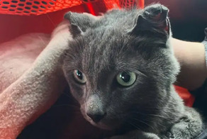 Сбежал с трапа: в Домодедово нашли кота, скрывавшегося месяц в аэропорту