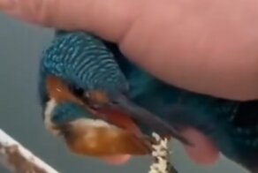 Мужчина спас птицу, примёрзшую лапами к ограждению