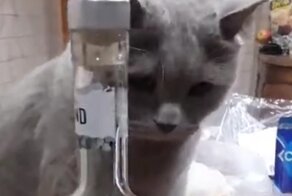 Кот на страже здоровья хозяина