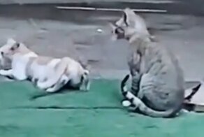 Кот, который не понимает намёков
