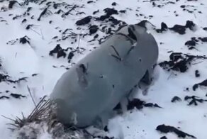 Рядом с посёлком под Волгоградом с неба рухнули два неизвестных объекта