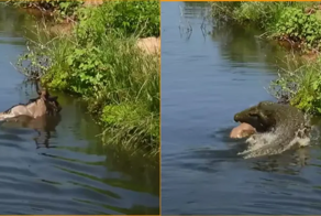 Антилопа спаслась от маленького крокодила, но оказалась в пасти огромного