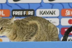Бразильской конфедерации футбола грозит миллионный штраф за котика