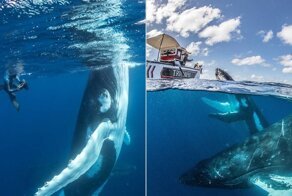 12 потрясающих снимков горбатых китов, которые играют с фотографами
