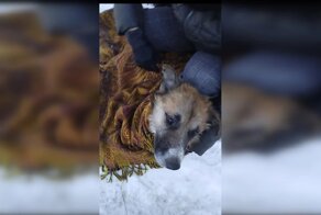 В Хабаровске подросток спас выброшенную в мусорный бак раненую собаку