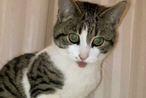 30 котов с чудинкой, которым нужна перезагрузка