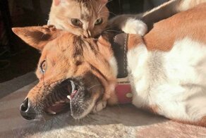 14 смешных случаев, когда животные решили отомстить