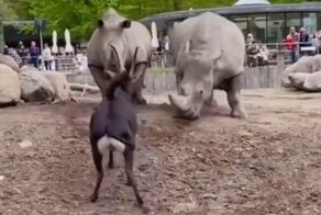 Смелая чёрная антилопа против носорогов⁠⁠