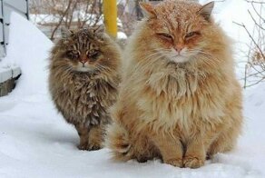 15 фото, которые показывают, почему рыжие коты — самые лучшие