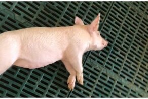 Мужчина с трудом разбудил своего поросёнка