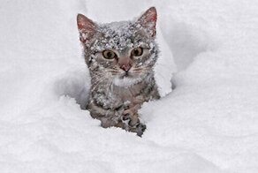 20 фото животных в снегу, которые учат нас радоваться мелочам