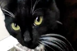 Кот курильщик-горе в семье