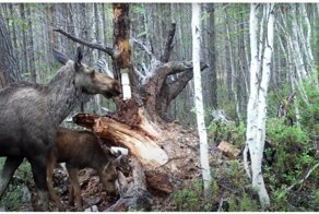 Бабушка, лось и медведь: любопытные кадры, снятые в лесу фотоловушкой