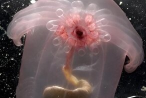 15 занимательных фотографий необычных вещей