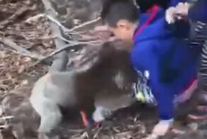 Коала неожиданно напала на мальчика