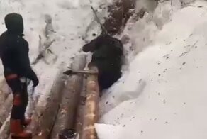 В Якутии рабочие спасли застрявшего под брёвнами лосёнка