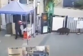 В Китае кабан неожиданно напал на охранника