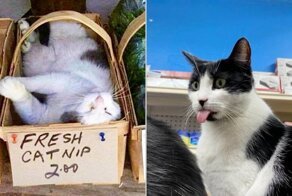 14 котов, которые выглядят так, будто владеют магазином