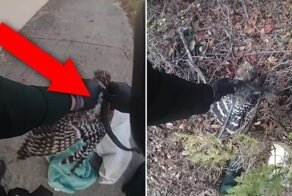 Ястреб поймал змею на обед, но жертва чуть его не задушила