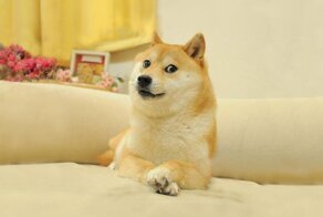 Собака-мем Доге серьезно больна и находится в тяжелом состоянии