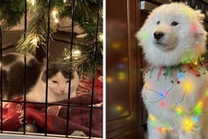 Животные, которые покажут все грани новогоднего настроения