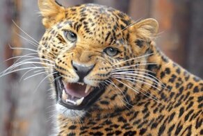 В Индии оголодавший леопард нападает на людей