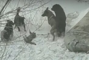 Школьник не дал бродячим собакам расправиться с котом
