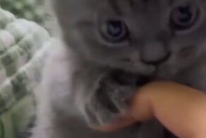 Котёнок учится делать "кусь"