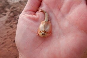 Турист нашел в пустыне «живых ископаемых», обитающих на Земле уже 550 миллионов лет